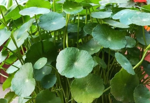  技巧|铜钱草如何养殖？简单几个“技巧”，阳台一片绿，邻居羡慕极了！