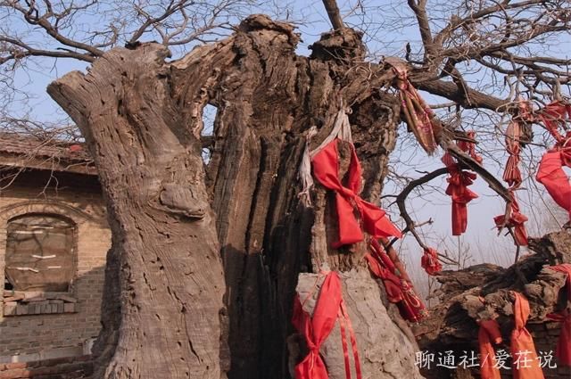 唐宗种下一“神树”，枝繁叶茂千余年，寺庙改建，一场雷击变朽木