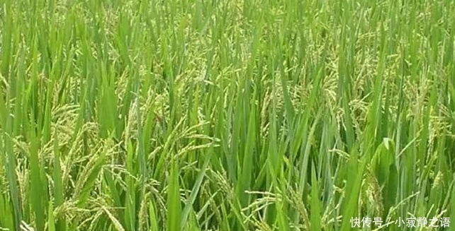 袁隆平：粮食靠进口，农民却不种地，人家不卖给我们粮食就麻烦了