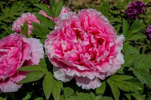  『欣赏牡丹花』71岁农民耗时40年家门口建牡丹园，1株镇园之宝10万不卖，啥样子