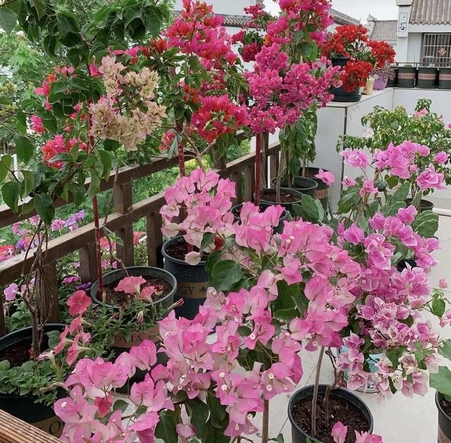  #植株#三角梅1朵都不开，叶子嗖嗖冒？赶紧用3招，15天就开花
