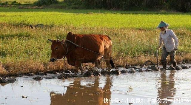  「明年」农村老人说，明年是二龙治水，十人分饼，十一牛耕田，