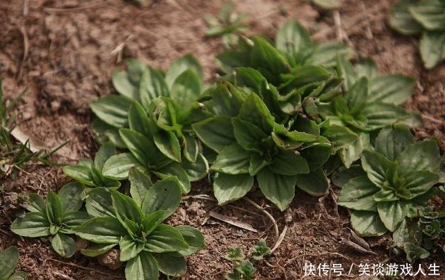 未来5年，农村这3个工作，不说年赚百万，年赚10万有很大机会