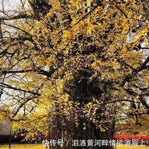 李世民栽的银杏树距今已有1400多年，傲然屹立，梦回盛唐