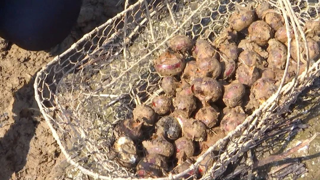 生长在泥巴里的“致富果”，亩产3000斤，效益是稻谷的几倍！