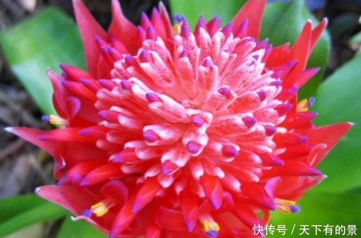 『花园』适合家庭养护的“5种花”,花朵硕大,惊艳四座,直接变成小花园