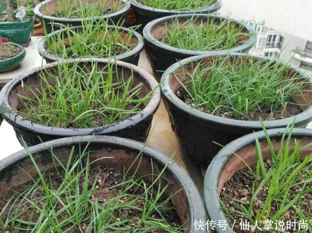  试试■都说种韭菜可以多次采摘，我准备好泡沫箱，试试种在阳台上