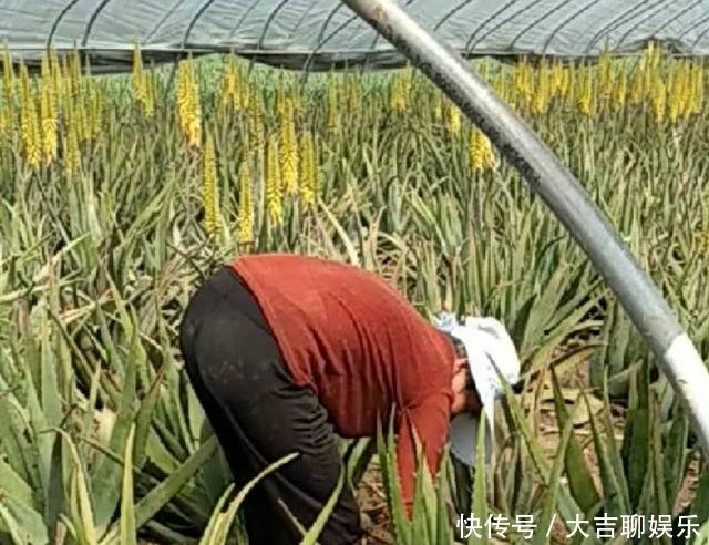 农民地里不种农作物种“仙人掌”一株卖百元，年赚三十万！