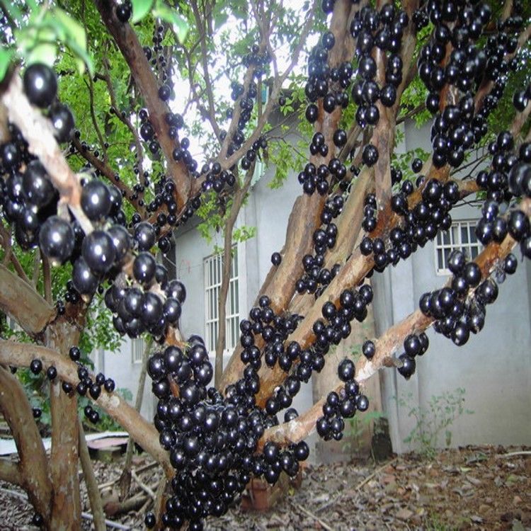  「苦心」大学生回农村苦心创业，种植新型果树，当年便能坐拥一