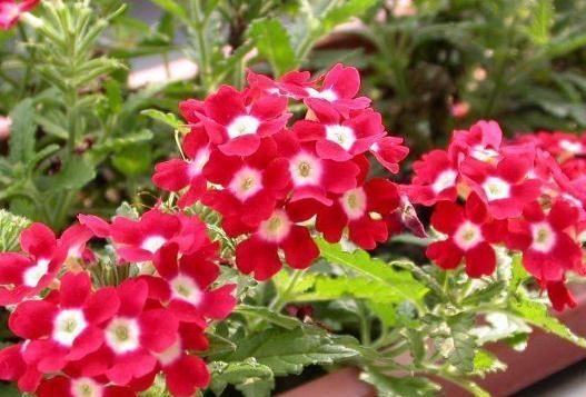 花卉盆栽|夏天养“3种花”最轻松,浇水能生根、有光就开花,四季花不断