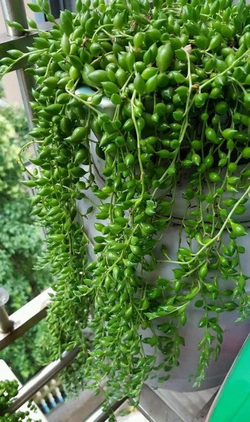  吊兰快速■养珍珠吊兰，公园挖点腐叶土，珠子圆润饱满，30天长到1米长