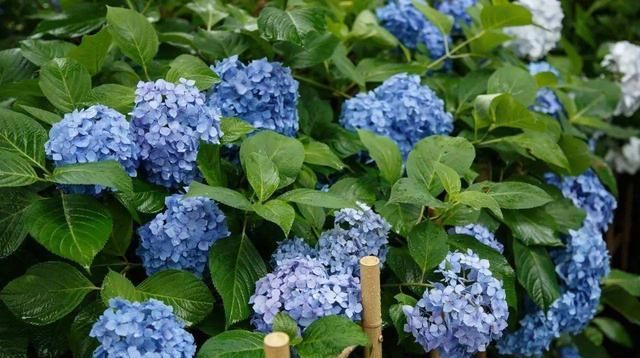  『绣球』想让绣球开蓝花，告诉你调色的秘诀，简单又好用