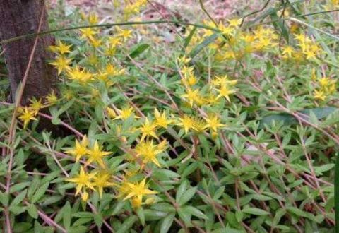 农村山沟边被人嫌弃的野草 26元一斤 被抢着买