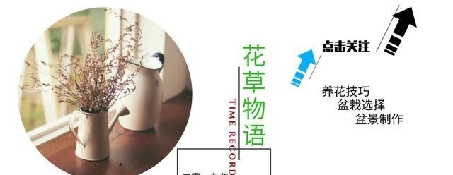  #红艳#家养1棵三角花老桩，枝头开花后红艳诱人，美得晃眼，邻居超羡慕
