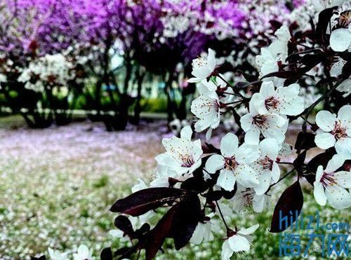  心思@“花”点心思 认认这些花儿
