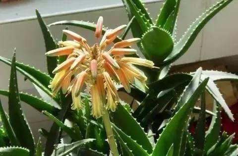  [时间]没时间养花？就养这两种，十天半月不用浇水，长到开花又爆盆