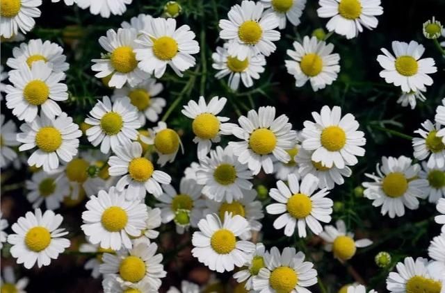  #提神醒脑#驱蚊 | 18种除虫香草，杀菌驱蚊虫，叶子还能炒菜吃