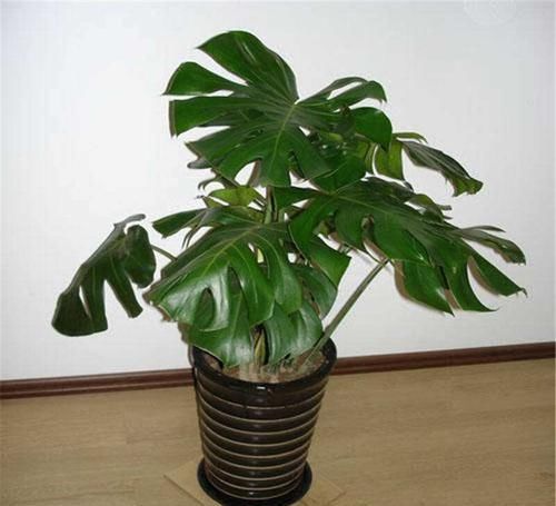  『植物』植物浇水多了也会死，有的却喜欢浇水多，3大不怕浇水植物！