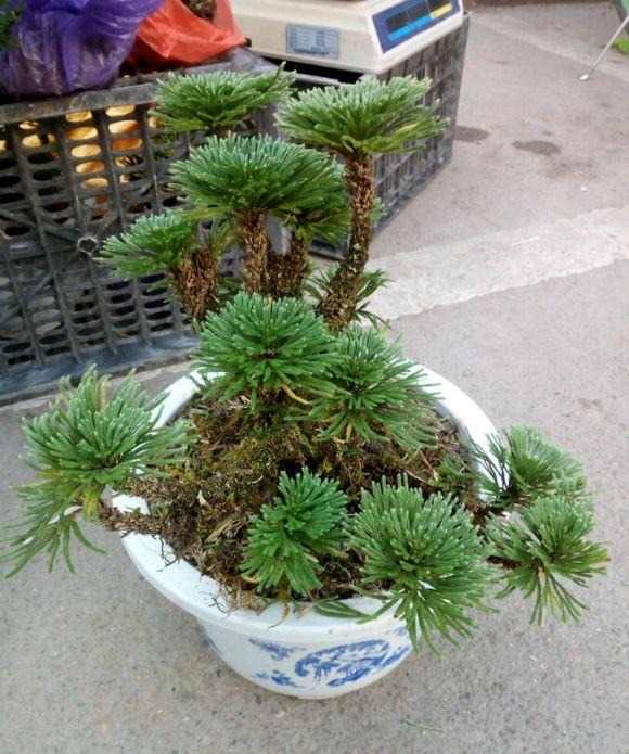  【几十块】这种“植物”农村山上非常多，城里卖几十块，三个月
