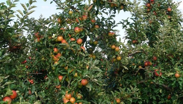  [道理]农村俗语“果树过房，家败人亡”是啥意思，老话说的有道