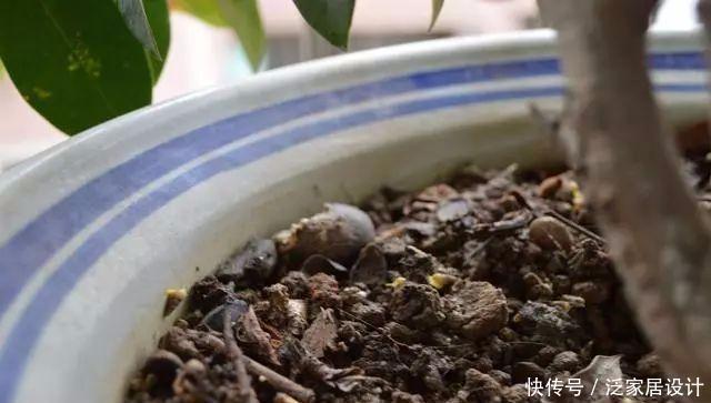  不生虫|给花草吃点这个，一年不生虫，不用施肥也长得又绿又壮