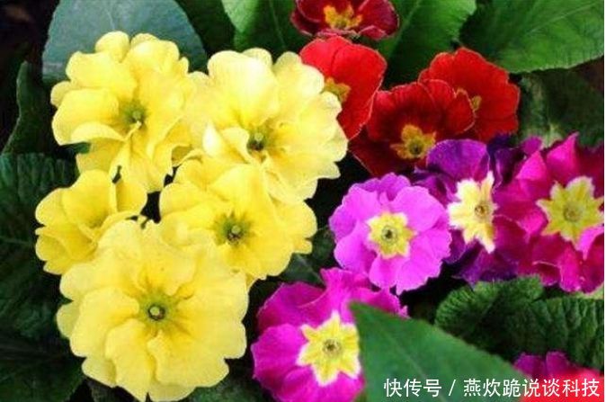 「春天」春天就养5种花,好养又漂亮,花团锦簇,人见人爱!
