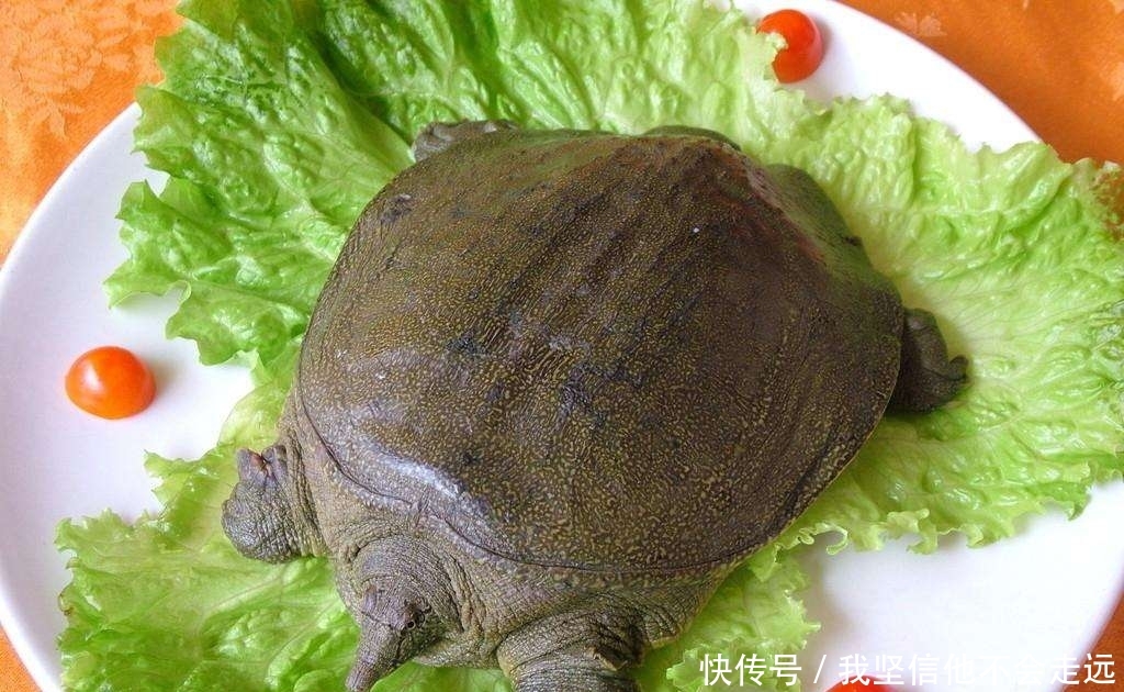  将来@黄河中有一种罕见药材，疗效神奇，将来很可能要“绝迹”了