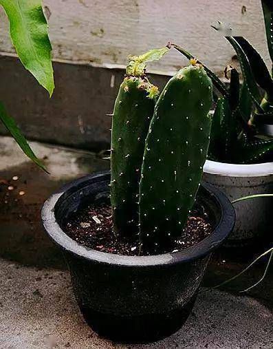  『身体』这3种植物再“丑”，但却是家庭的“保护神”，养1盆身体更健康！