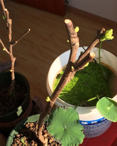  来得及■种花不如种果，此果树“好养”易结果，见土就活，现在扦插来得及