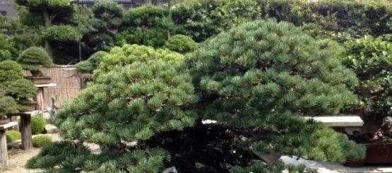 岁寒三友,一组松树盆景佳作欣赏