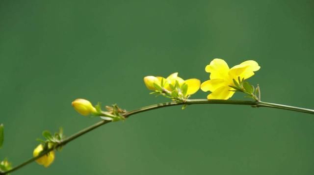  迎春花：这2种“大型花”养客厅，年后枝头开满花，花期长，真漂亮！