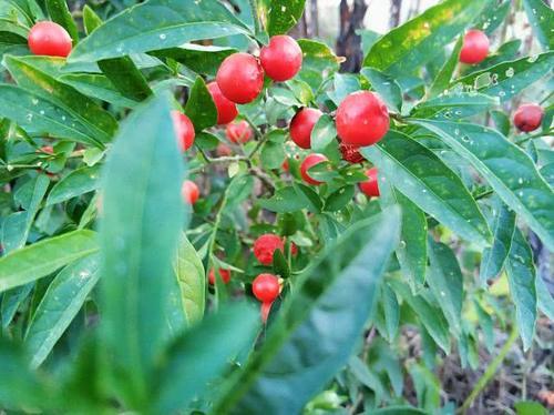  #见到#农村田边一种“樱桃”，过去农民见到就砍，如今成稀罕货2
