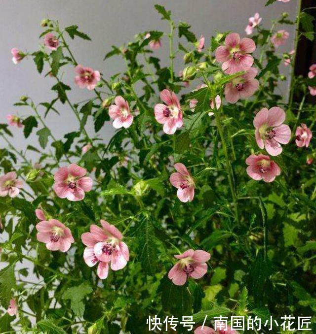  「停歇」春天养盆“开花机器”，花量大花期长，开到深秋不停歇