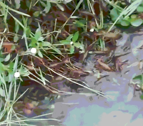 小伙早起给树苗浇水，渠道边看见红色一片，走近一看不淡定了