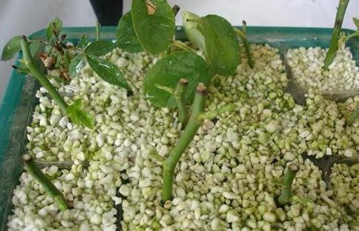 消毒|月季花可没那么好扦插,这2招在手,有啥麻烦都不怕