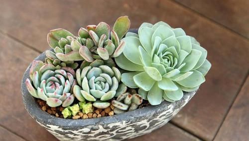 【艺术感】玉露“发功”成景天?2种方式把多肉搭配成让人羡慕的盆栽