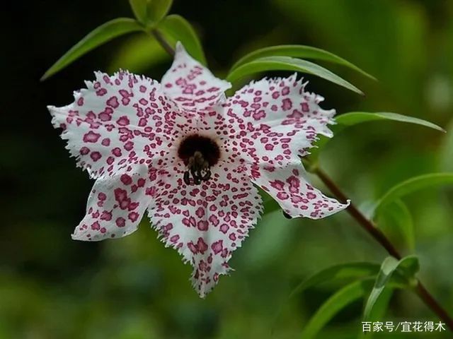  【传统】濒危物种｜百合是我国传统名花，您可见过开瓣豹子花？