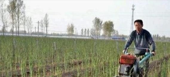  『懒人』农村懒人菜，种一次可以收10年，20元一斤亩收益上万不愁卖