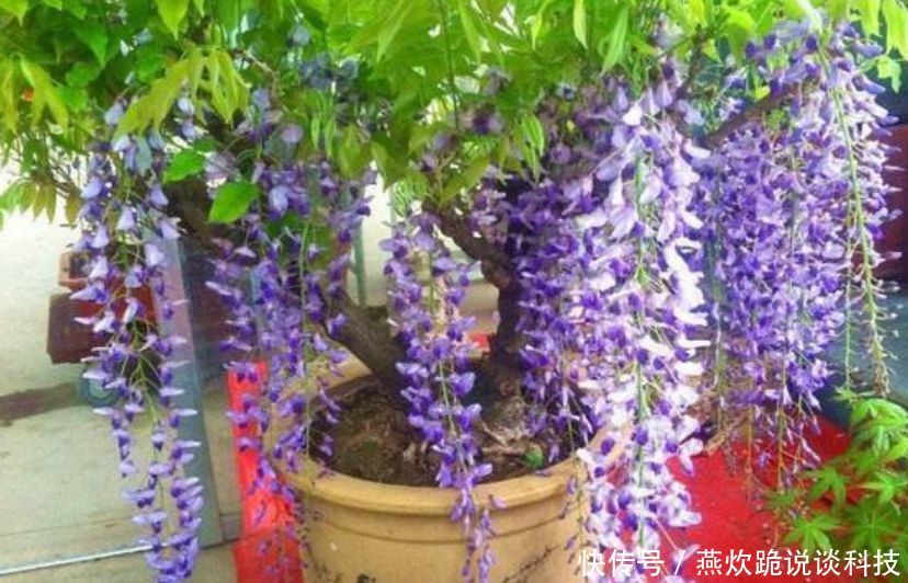 「春天」春天就养5种花,好养又漂亮,花团锦簇,人见人爱!