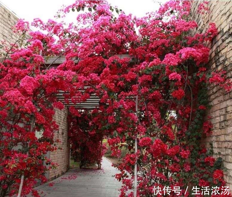  旺盛：三角梅夏季猛长，给它做个“整容大法”，枝条旺盛，开花不断！