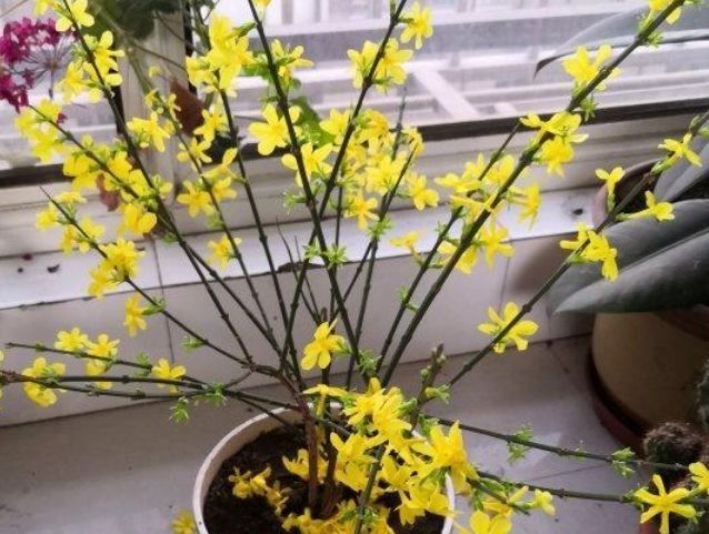  『旺宅』新年养花不用多,3种“旺宅花”,家中养2盆,旺财又“养人”