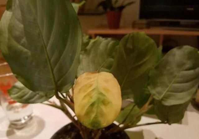 『室内观叶植物』家里养的观叶植物叶片容易腐烂、发黑,还不断黄叶枯萎,啥情况?