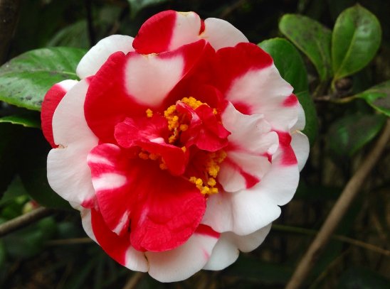  扦插：家养此5种花卉，扦插一根枝条就活，一盆繁多盆，轻松打造小花园