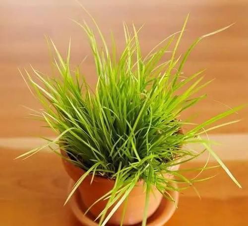  [植物]12种能养玻璃瓶中的植物，喜欢纯粹的绿植
