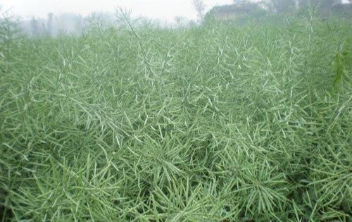  『留作』甘杂一号油菜籽能留作种子吗？