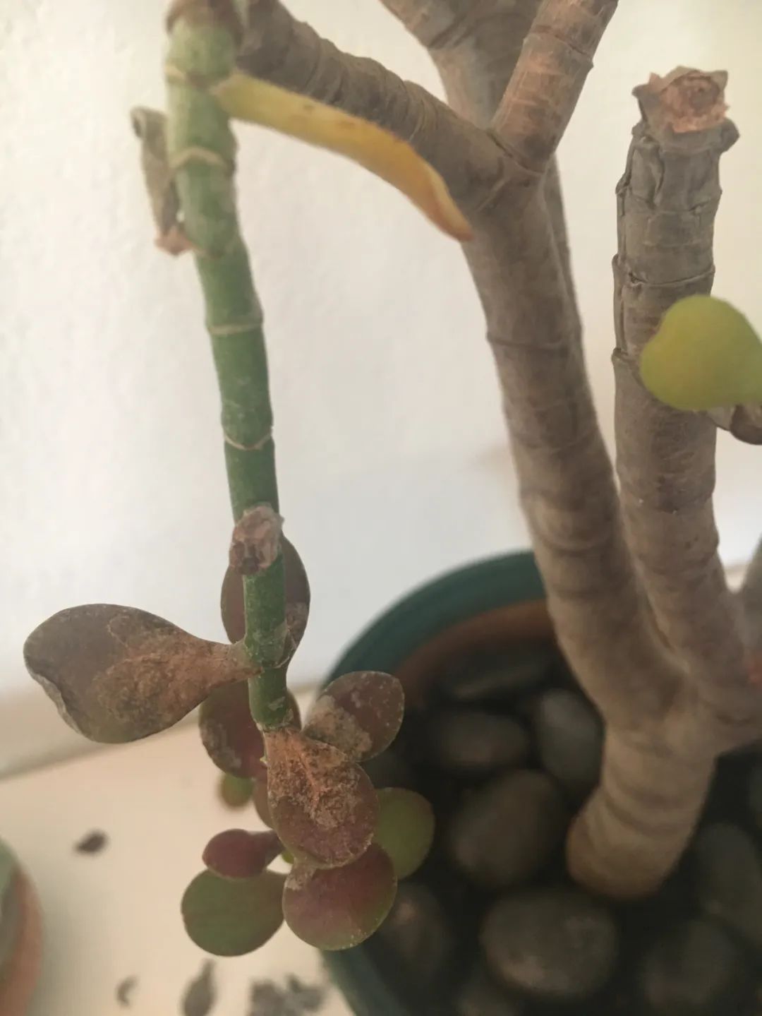  [肉质型]玉树的茎叶开始低垂，可能就是这几种原因引起的，看都怎么解决
