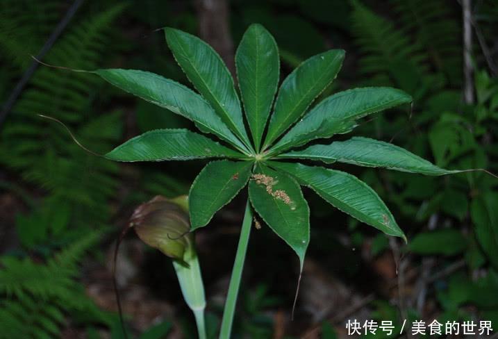 山里这种野草俗称“蛇饭”，小时候看到不敢碰，如今成了种常用药