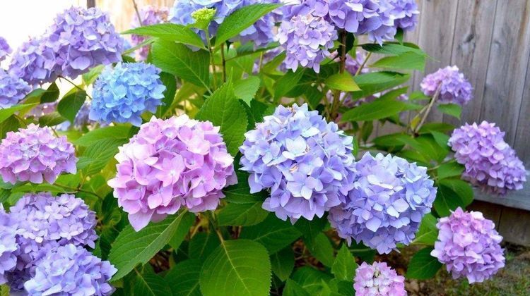 #花盆#花朵硕大的八仙花怎么养?“4个要点”掌握好,轻松养出好