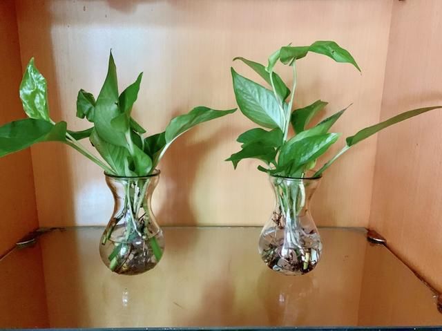  #塞水#夏天绿萝老黄叶，不如薅出来塞水里，分分钟长出好几米
