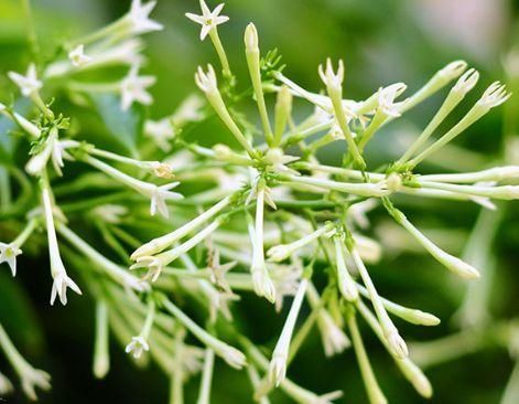  「盆栽」此款花好养易成活，阳台盆栽上几盆，花色艳开花勤，是盆栽珍品